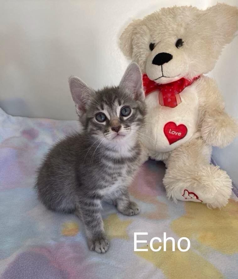 Echo Echo